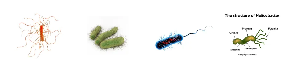 微生物介绍